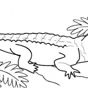 Funny Male Crocodile Coloring Pages For Kids