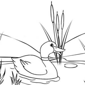 Mother Duck Looking for Baby Coloring Page