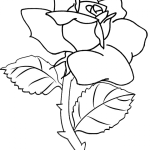 Blooming rose flower coloring page