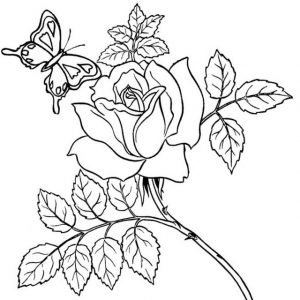 Beautiful Rose with Butterfly surrounding coloring page