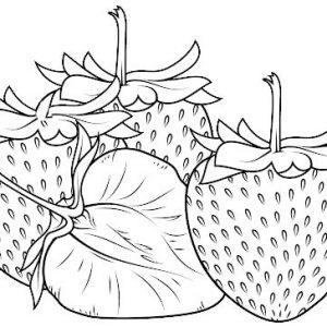 Fresh Strawberry Coloring Sheet from Fania